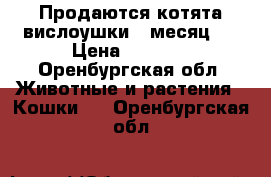 Продаются котята вислоушки 1 месяц . › Цена ­ 3 000 - Оренбургская обл. Животные и растения » Кошки   . Оренбургская обл.